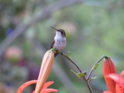 Experience the beauty of a stunning natural hummingbird&nbsp;perch