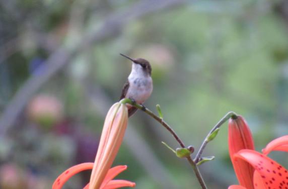 Experience the beauty of a stunning natural hummingbird&nbsp;perch