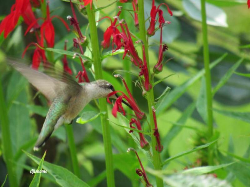 Cardinal Flowers: Nature’s Hummingbird&nbsp;Magnet