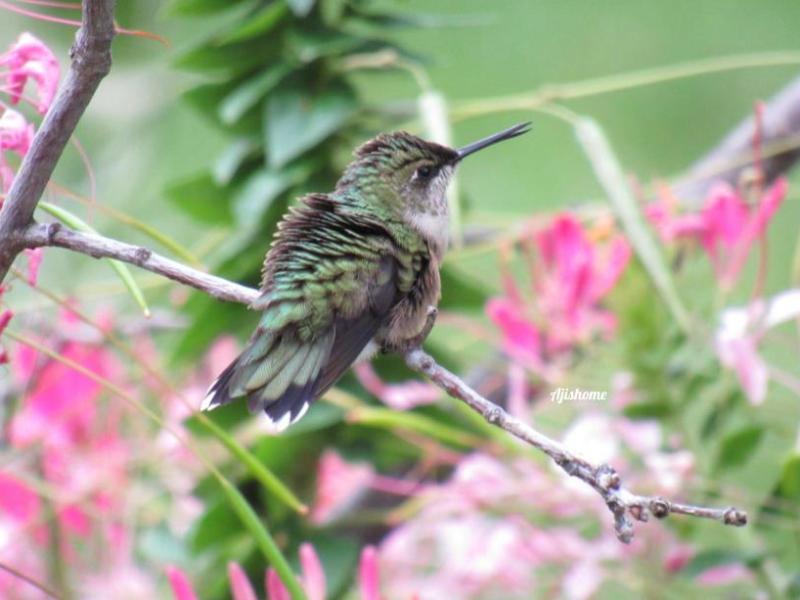 Favorite Garden Moments Captured in&nbsp;Photos