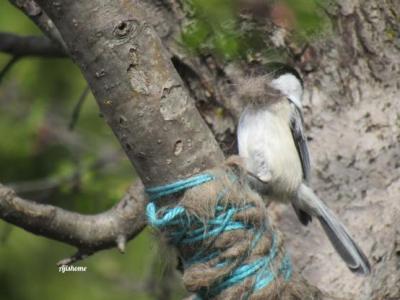 How to Help Birds with Your Cat’s Shed&nbsp;Fur