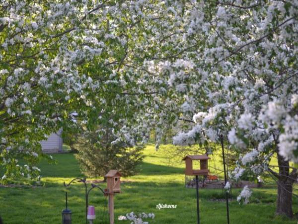 Joyful Spring Moments in our&nbsp;Backyard