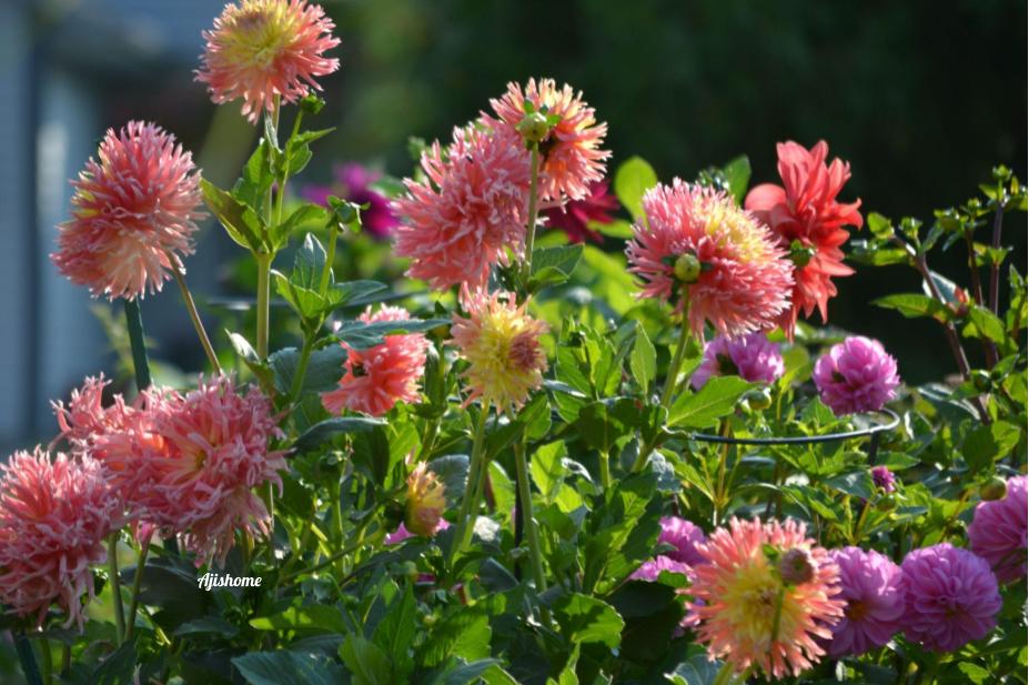 How to Grow Dahlias in Pots: A Beginner’s Guide