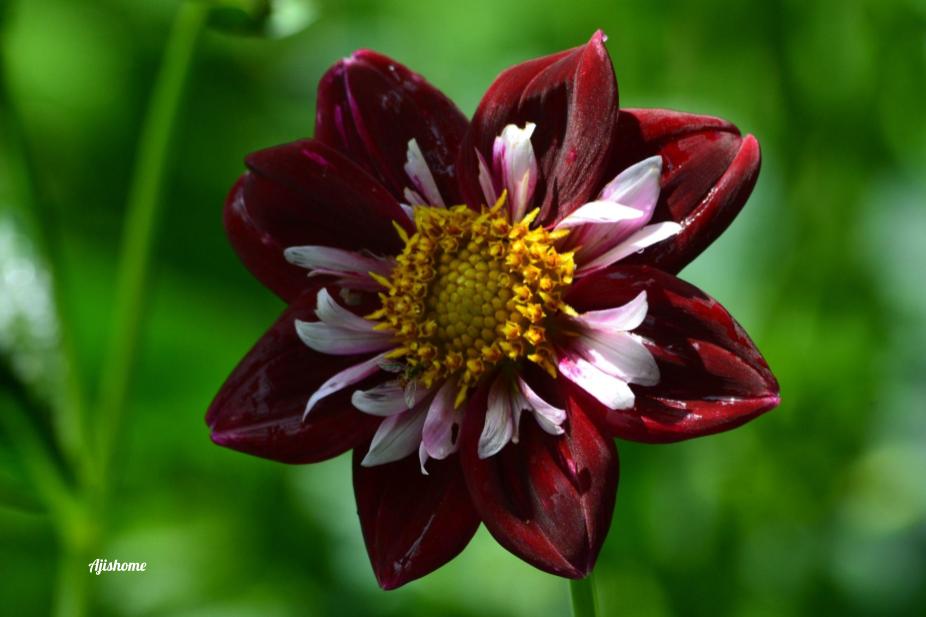 Our Beautiful First Collarette Dahlia- Night&nbsp;butterfly