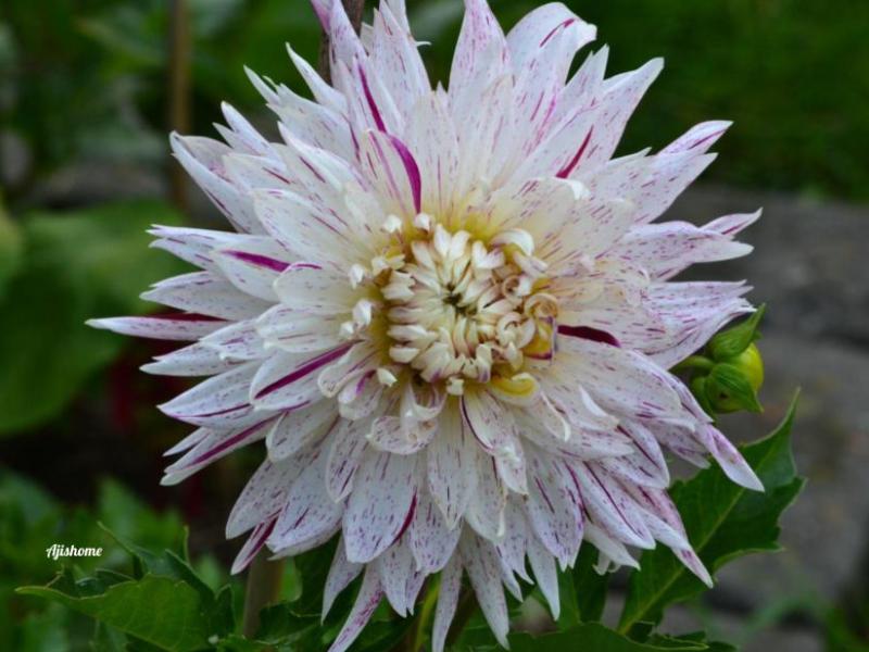 Avignon Dahlia: A Stunning Addition to Your&nbsp;Garden