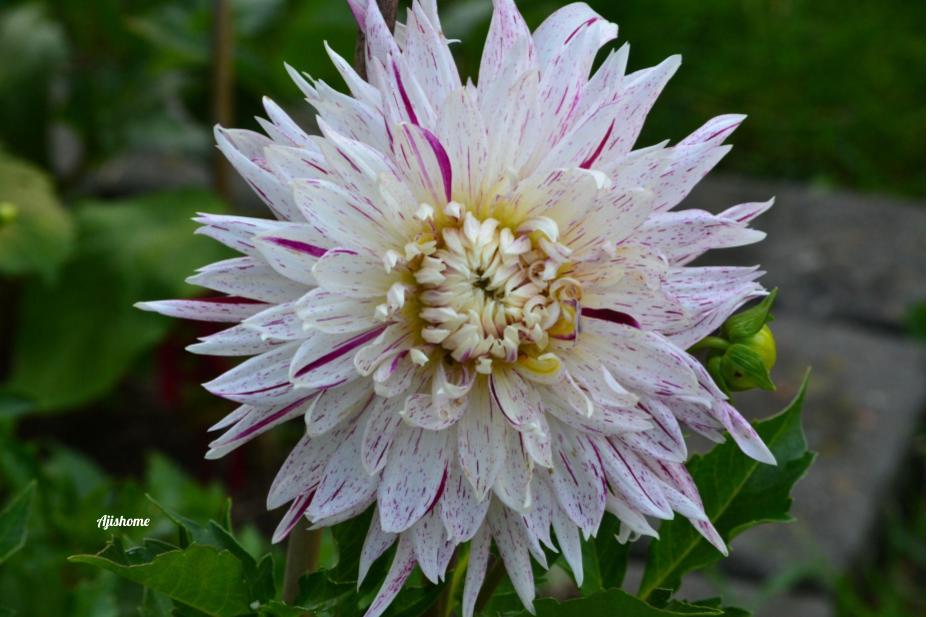 Avignon Dahlia: A Stunning Addition to Your&nbsp;Garden
