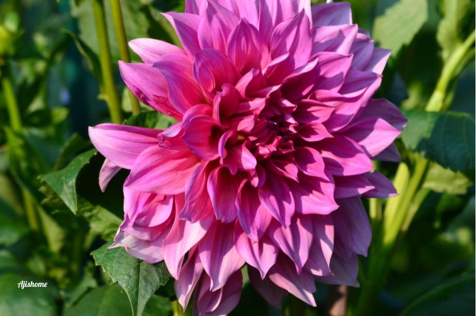 Cafe au lait Rose&nbsp;Dahlias