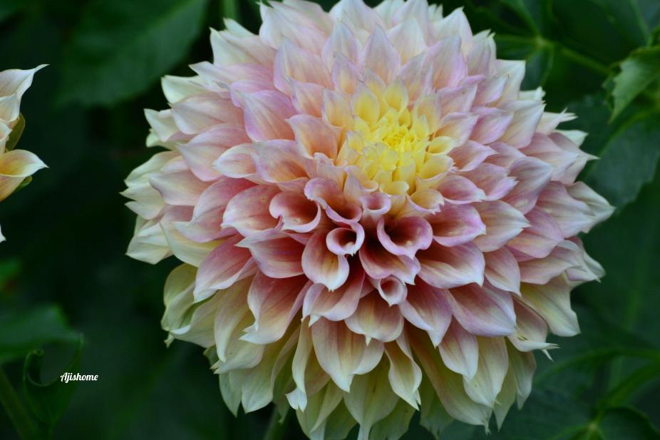 Kogane Fubuki Dahlia