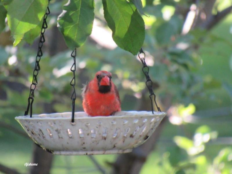 Create Your Own Bird Feeder with Two&nbsp;Materials