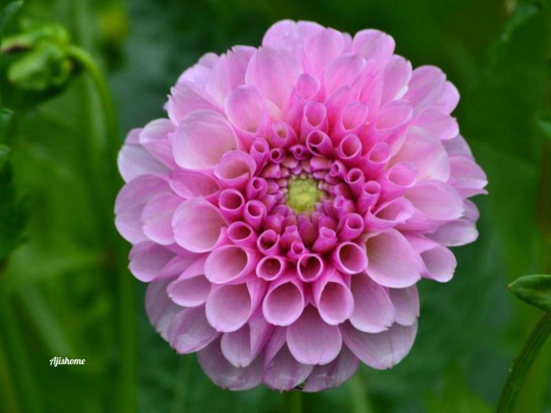 Stolze von Berlin: Ball&nbsp;Dahlia