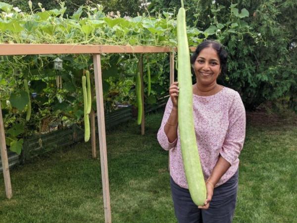 Our First Bottle Gourd of the Season: Joy of Home&nbsp;Gardening