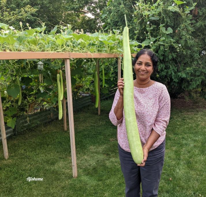 Our First Bottle Gourd of the Season: Joy of Home&nbsp;Gardening