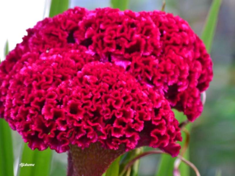 Huge Beautiful Cockscomb  from the&nbsp;garden