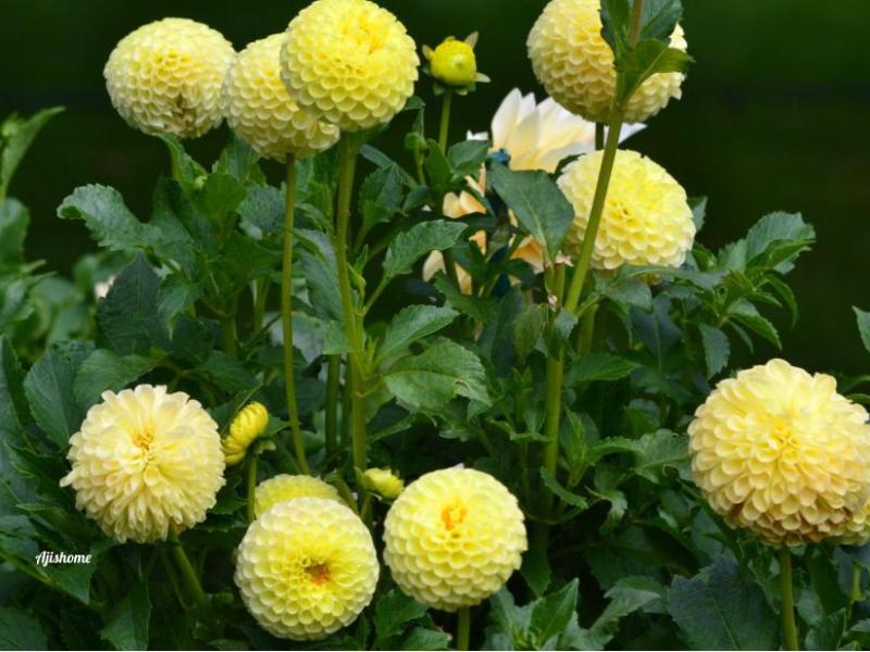 Irish Delight Dahlia