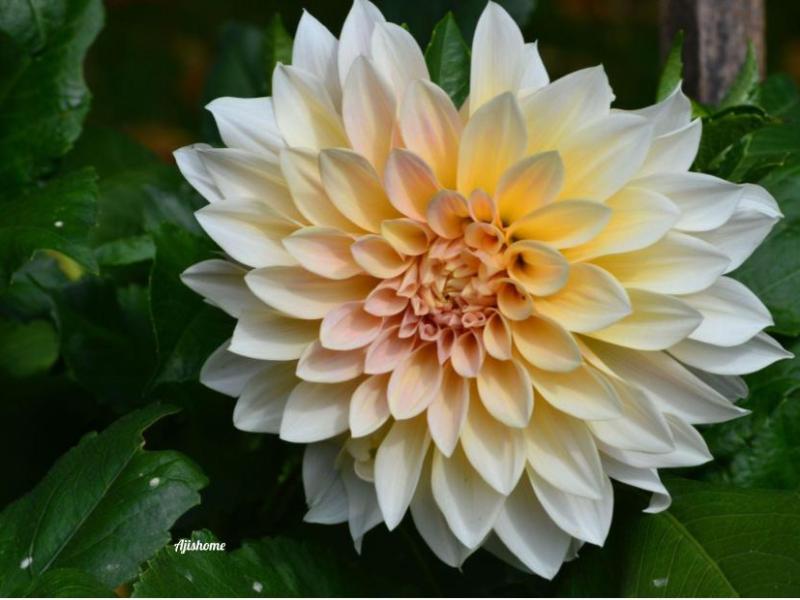 How Do I Overwinter Dahlia Tubers in&nbsp;Minnesota