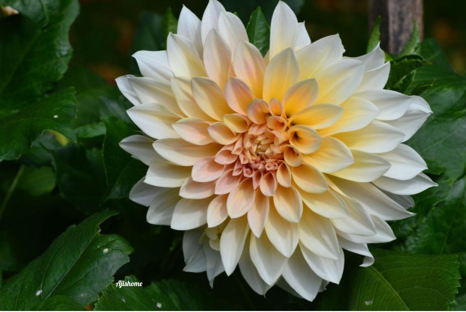 How Do I Overwinter Dahlia Tubers in&nbsp;Minnesota