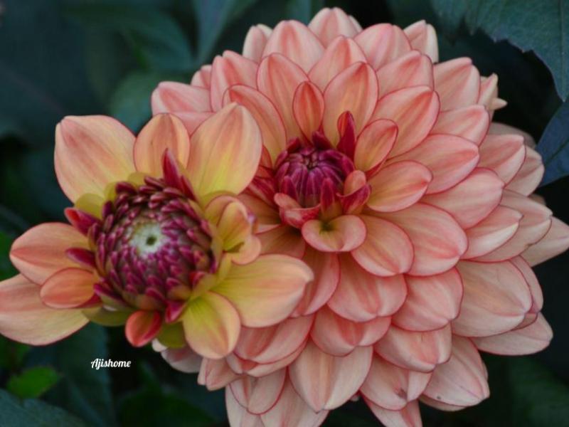 Dahlia Go- Go&nbsp;Orange