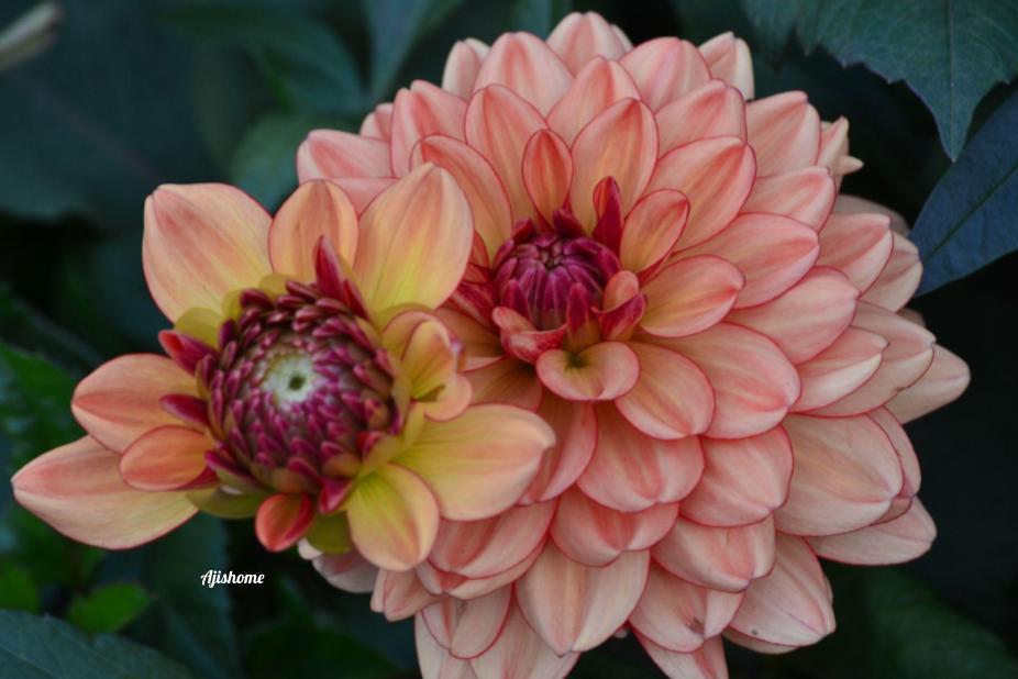 Dahlia Go- Go&nbsp;Orange