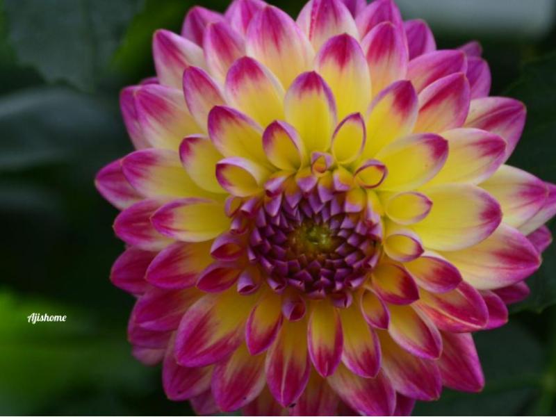 Hapet daydream Dahlia