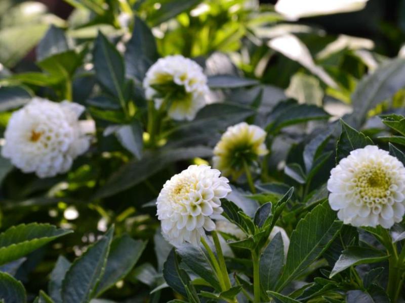 Small world Dahlia /Mini pompoms&nbsp;white