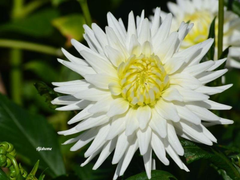 White Cactus/ My love&nbsp;Dahlia
