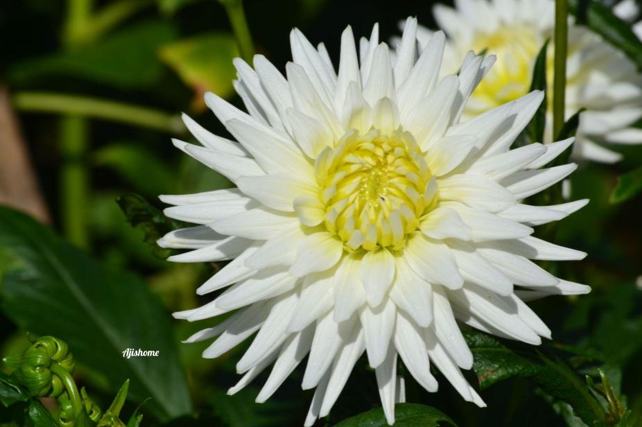 White Cactus/ My love&nbsp;Dahlia