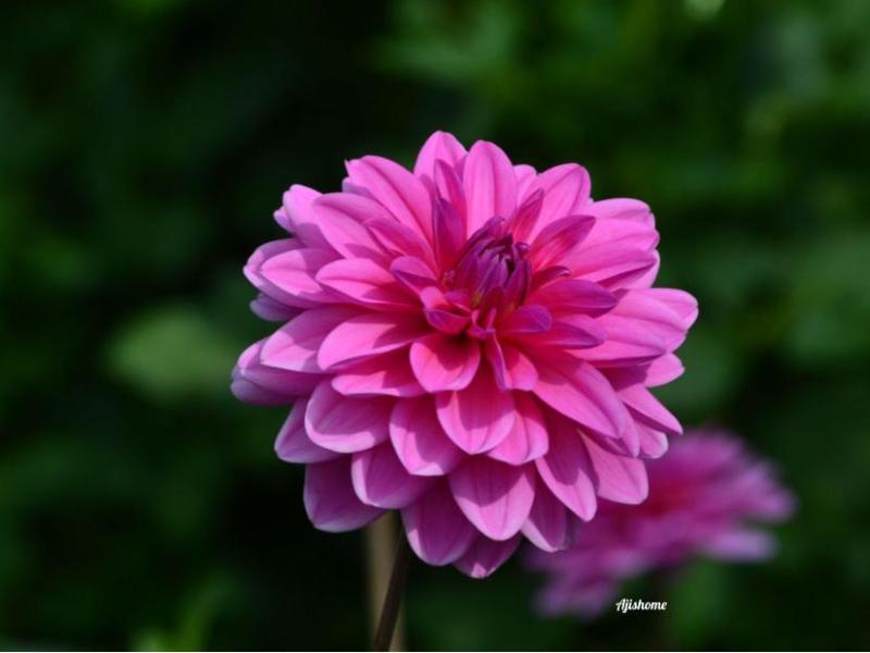 Pink Onesta dahlia