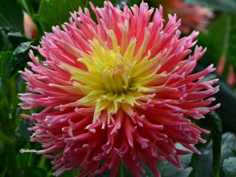 Star Elite Cactus&nbsp;dahlia