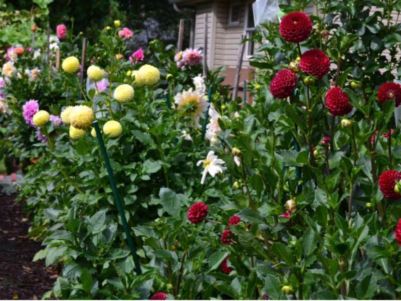 Enhance Your Garden with Colorful Dahlia&nbsp;Varieties
