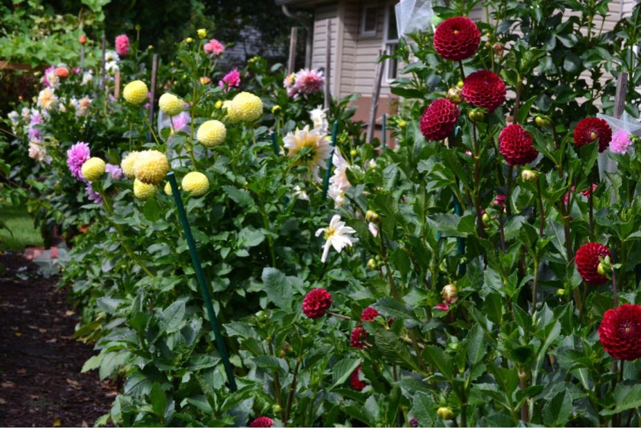 Enhance Your Garden with Colorful Dahlia&nbsp;Varieties