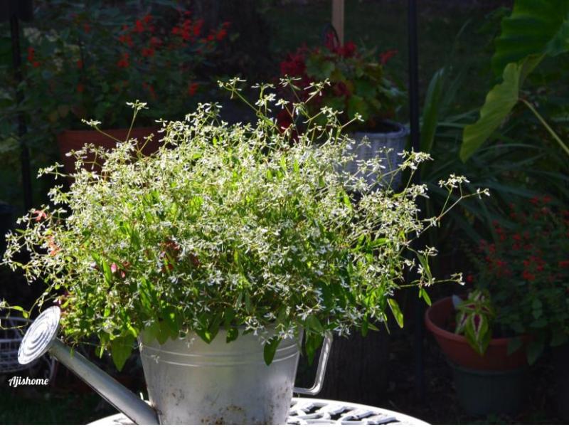 Overwintering Diamond Frost: My Indoor&nbsp;Experience