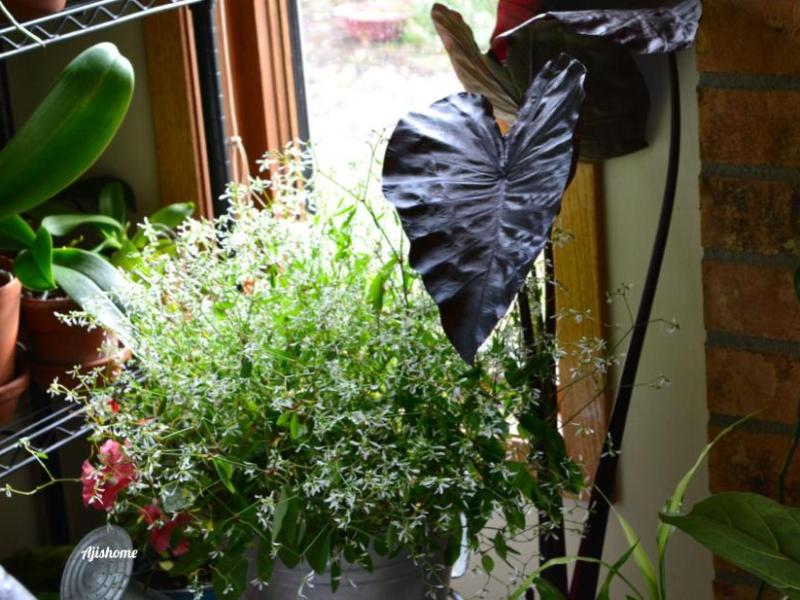 Overwintering Euphorbia ‘Diamond&nbsp;Frost’