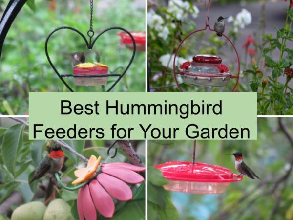 Best Hummingbird Feeders for Your&nbsp;Garden
