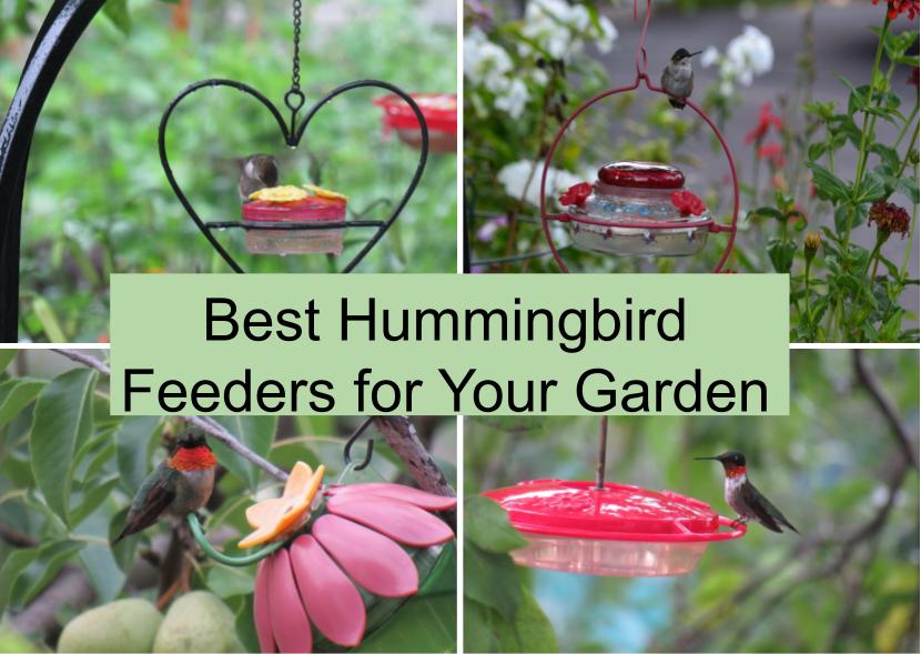 Best Hummingbird Feeders for Your&nbsp;Garden