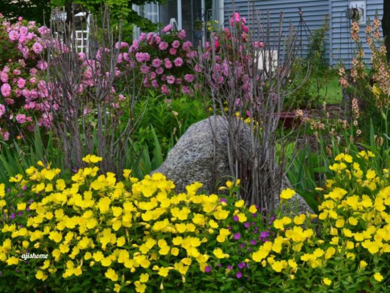 Growing Vibrant Flowers: A Year in Review- 2025 Garden&nbsp;highlights