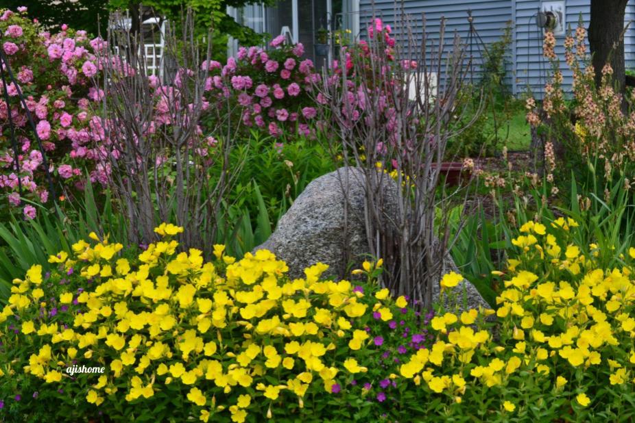 Growing Vibrant Flowers: A Year in Review- 2025 Garden&nbsp;highlights