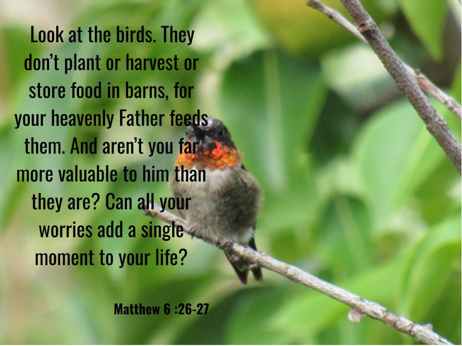 Mattew 6:26-27