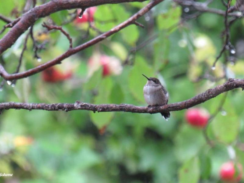 Winter Joy: Hummingbird Videos to Brighten Your&nbsp;Day