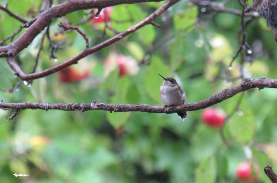 Winter Joy: Hummingbird Videos to Brighten Your&nbsp;Day