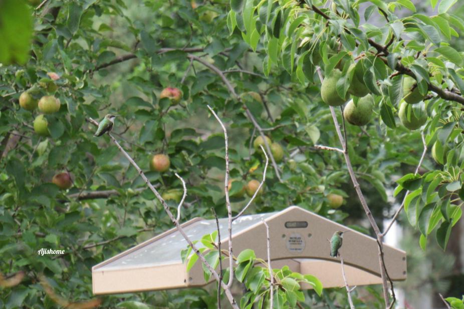 Capture Hummingbird Magic: Build a Tree Perch in Your&nbsp;Yard