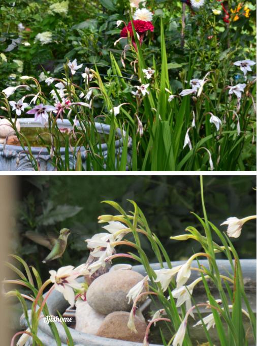 Watch Hummingbirds Feed on Stunning&nbsp;Orchids