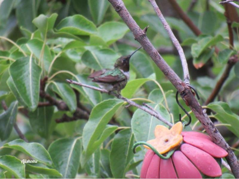 Joyful Hummingbirds: Enchanting Rain&nbsp;Moments