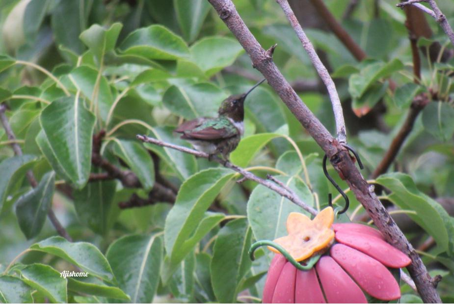 Joyful Hummingbirds: Enchanting Rain&nbsp;Moments