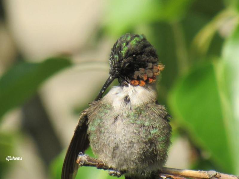 Mesmerizing Hummingbird Grooming Videos You Can’t&nbsp;Miss