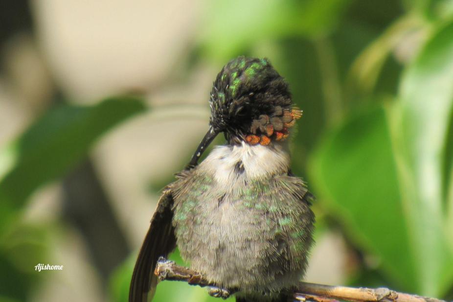 Mesmerizing Hummingbird Grooming Videos You Can’t&nbsp;Miss