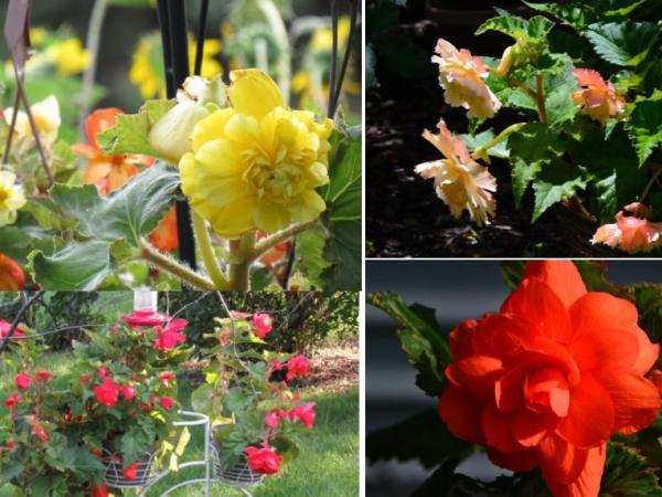 Begonias