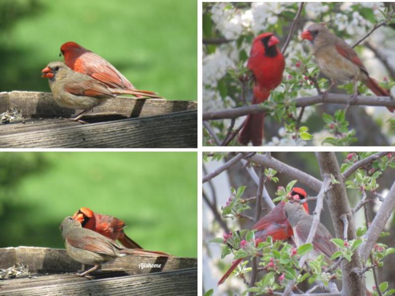 Capturing Spring’s Beauty in our Backyard&nbsp;2026