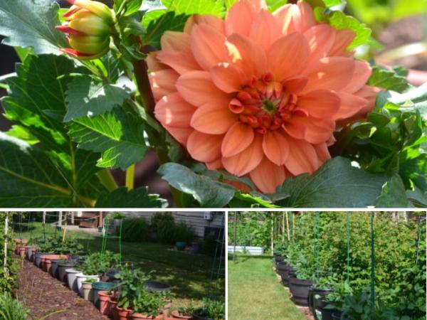 Garden Snapshot 2026-&nbsp;1