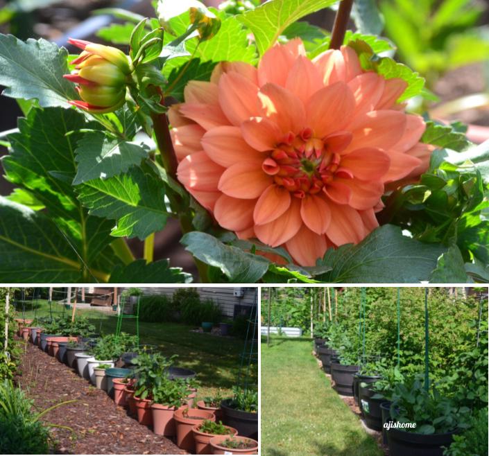 Garden Snapshot 2026-&nbsp;1