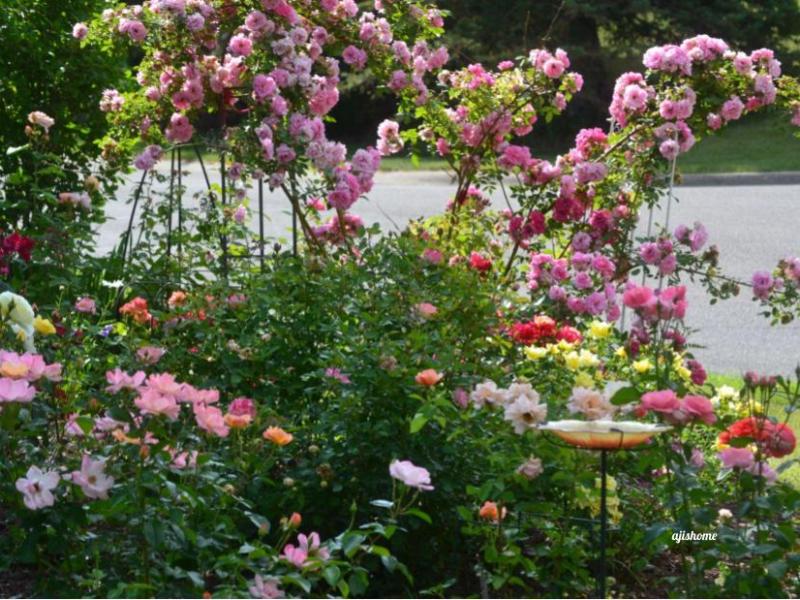 Garden Snapshot 2026-&nbsp;2